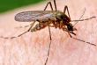 Полет комара показали в замедленном виде