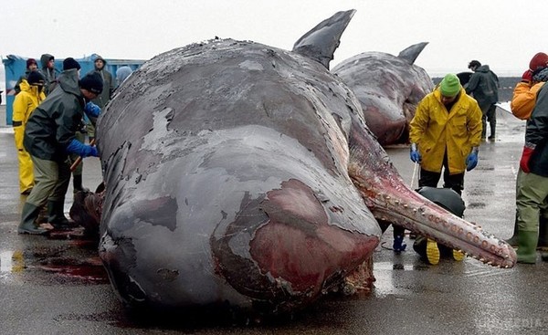 Океан викинув на берег 29 китових трупів. Ось це було у них в животах