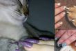 Новое модное безумие: девушки и кошки «носят» одинаковые ногти. ФОТО