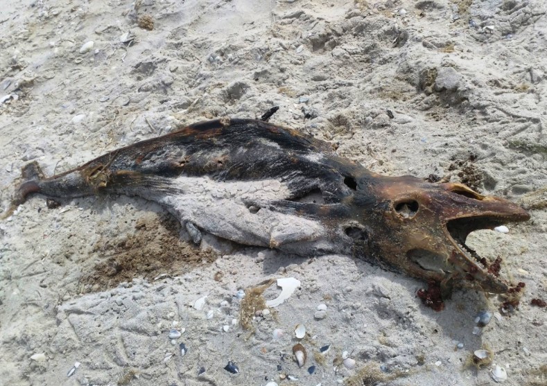 Кинбурнская коса усеяна трупами, на пляжах рыдают (фото)