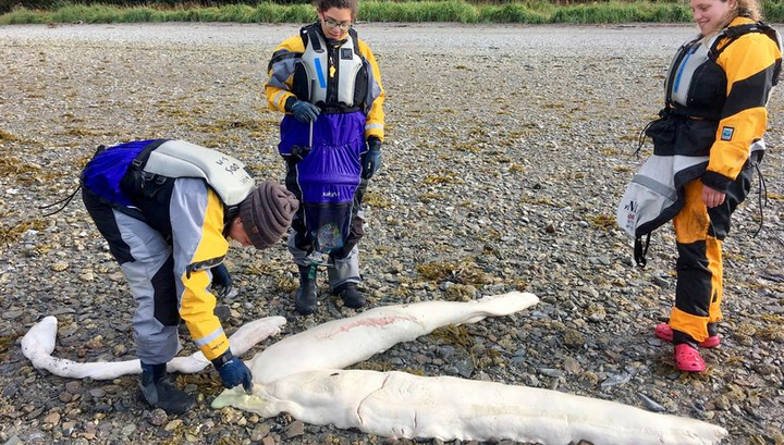 На Аляске нашли останки неизвестного морского монстра