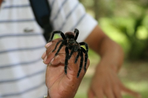 Арахнофобы, трепещите: обнаружен новый вид гигантских пауков