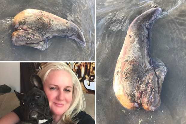 Без плавников и глаз: женщина нашла на пляже морское чудовище