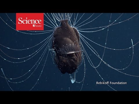 Ученые засняли на видео глубоководного монстра