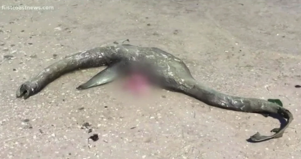 В США на берег выбросило неизвестное существо, похожее на лох-несское чудовище