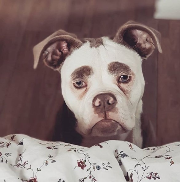 В Instagram нашли самую грустную собаку в мире: фотофакт