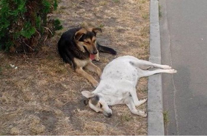 Настоящая верность: сети впечатлили фото пса и его погибшей подруги в Киеве. ФОТО