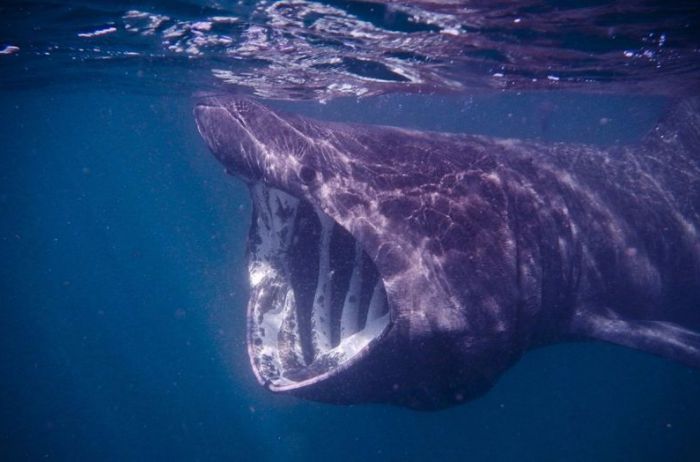 На спутниковых снимках нашли гигантскую акулу. ВИДЕО