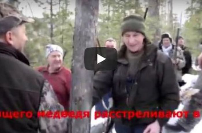 В Сети появилось видео расстрела спящего медведя главой Иркутской области