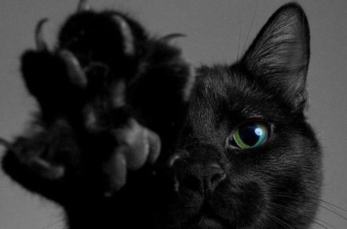 Черный кот-вампир стал звездой Сети. ФОТО
