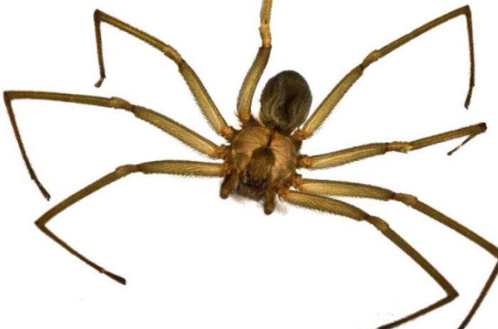 Археолог отыскал уникального паука с собачьей головой