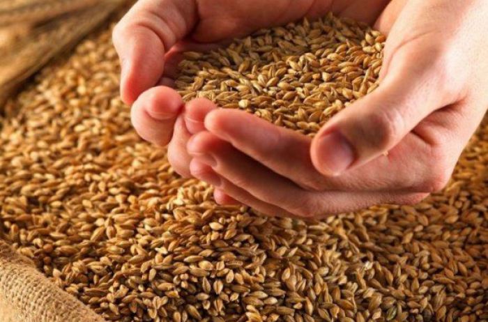 Украина собрала 70 миллионов тонн зерна: названы области-рекордсмены