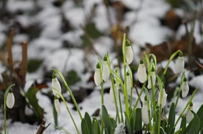 Природа приготовила 8 марта сюрприз украинкам