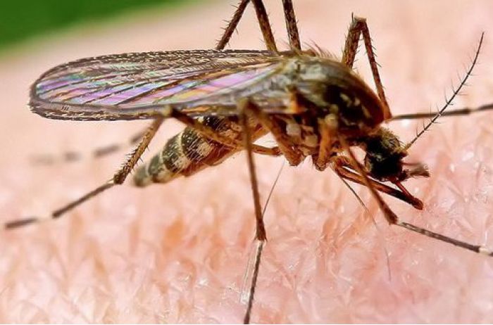 Ученые назвали группу крови, привлекающую комаров