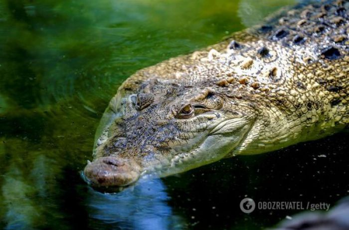 Ткнул в глаз удочку: рыбак чудом спасся после нападения кровожадного крокодила