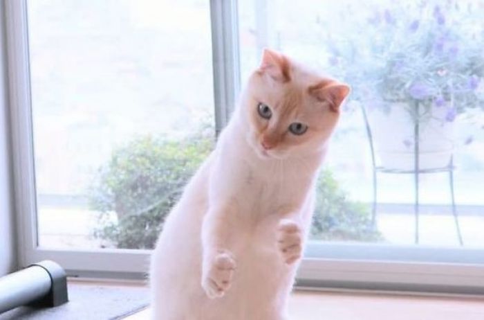 Эти позы неповторимы: Сеть в восторге от танцующего кота из Японии. ФОТО