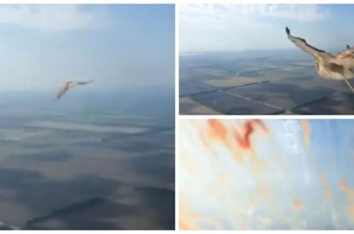 Пилоты сняли на камеру, как птица врезалась в лобовое стекло самолета. ВИДЕО