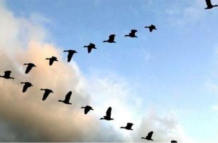 Почему гуси летят клином? 5 уроков человечеству от гусей