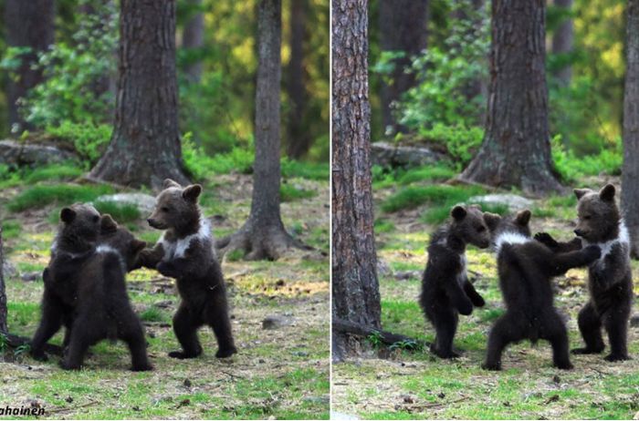 Учитель, гуляя по лесу, случайно наткнулся на танцующих медвежат. ФОТО