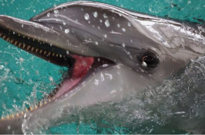 Невиданное диво: дельфины заплыли в Днепр? ВИДЕО