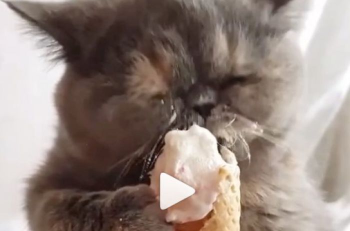 Сеть хохочет над котом, который смешно ест мороженное. ВИДЕО