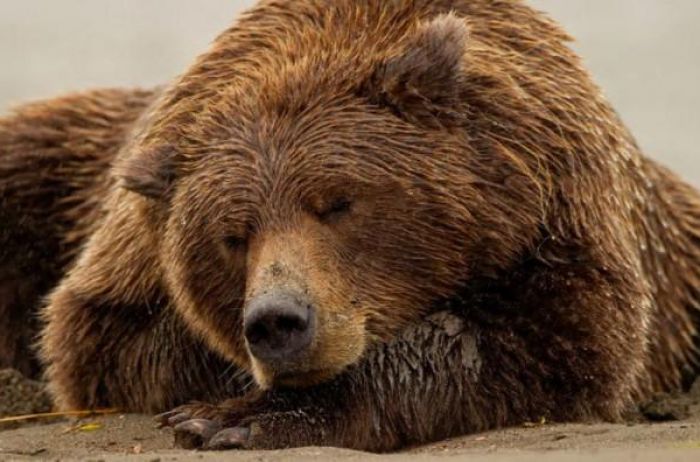 Зимняя спячка: что происходит с медведем в это время