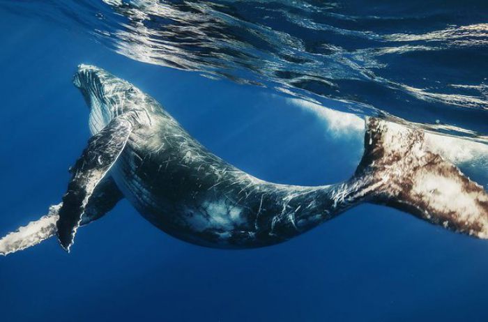 Австралийца оштрафовали за спасение детеныша кита