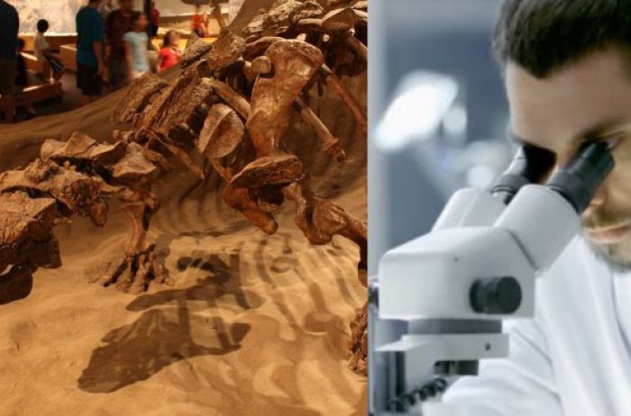 Ученым смоделировали в 3D мозг динозавра