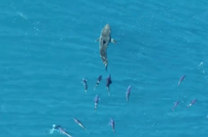 Необычное ВИДЕО: гигантская стая тунца преследует белую акулу