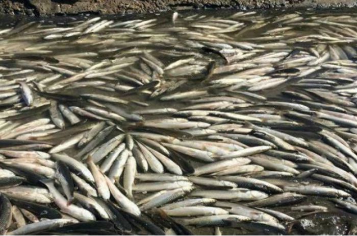 На Николаевщине выявили массовый мор рыбы