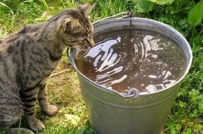 Стало известно, почему кошки пьют откуда угодно, лишь бы не из своей миски