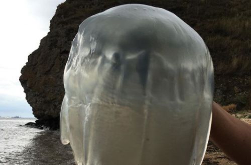 В Крыму побережье "атаковали" гигантские медузы: пугающие ФОТО