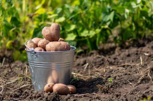 Украинцам подсказали, когда нужно копать картошку