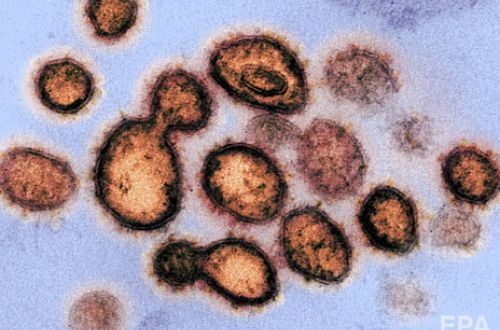Популярный деликатес признали разносчиком коронавируса: что говорят ученые
