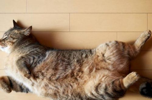 Почему кошки показывают живот, падая перед хозяином на спину