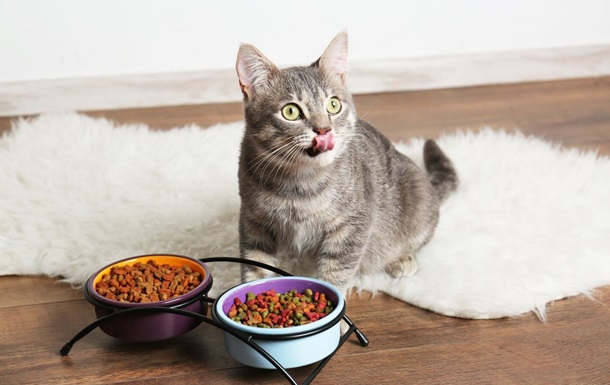 Ученые выяснили, какой режим питания больше всего подходит кошкам