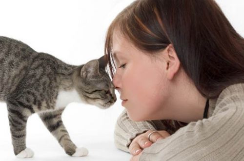 Почему даже ветеринары не рекомендуют смотреть кошке прямо в глаза
