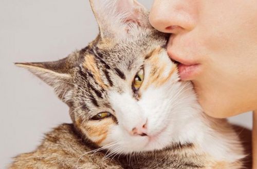 Целуя кошку, человек может подхватить серьезное заболевание