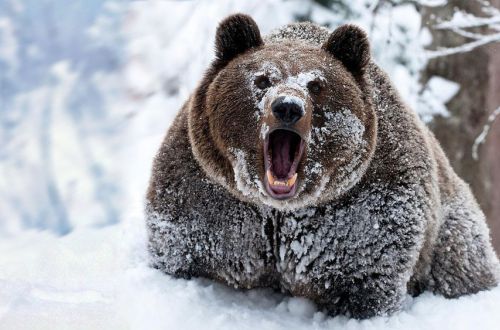 На горнолыжном спуске в Карпатах медведь погнался за лыжником. ВИДЕО
