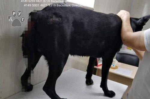 Под Днепром женщина покалечила собаку ради мести бывшему бойфренду
