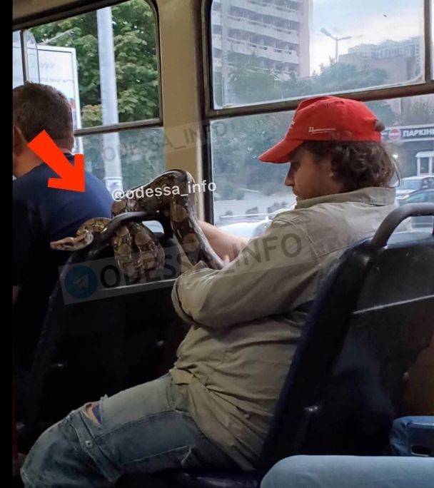 Мужчина с огромным питоном в трамвае шокировал жителей Одессы. ФОТО