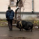 Киевлянин выгуливал свинью на поводке: фото произвело фурор