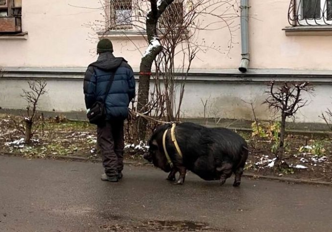 Киевлянин выгуливал свинью на поводке: фото произвело фурор